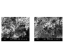 Modified Hydroxyapatite-Shikonin System: A Multipurpose Biomaterial for Tissue Repair